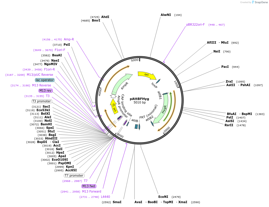 244926-plasmid-map-sequence-id-486007