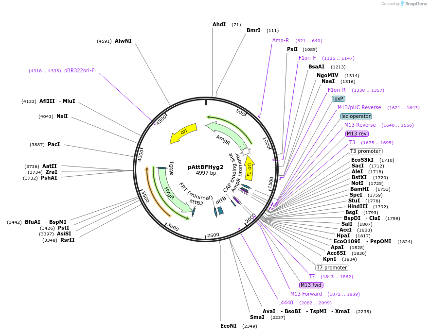 244927-plasmid-map-sequence-id-486008