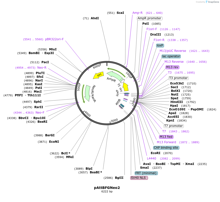 244928-plasmid-map-sequence-id-486011