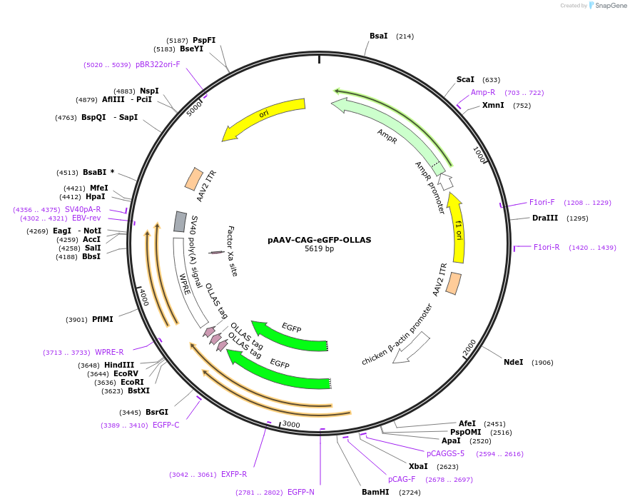 242773-plasmid-map-sequence-id-486012