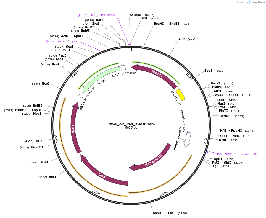 242139-plasmid-map-sequence-id-486013