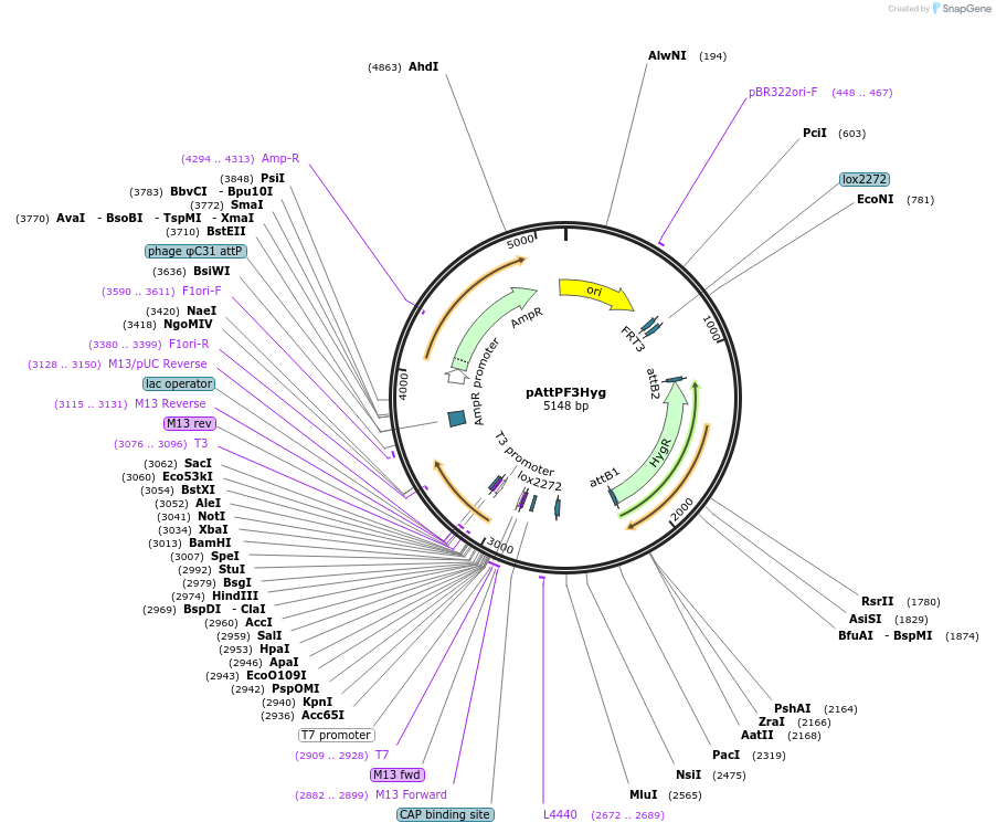 244929-plasmid-map-sequence-id-486014