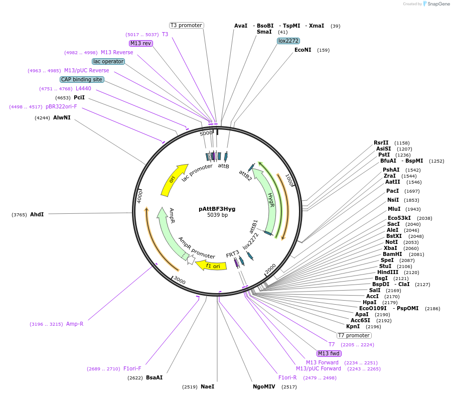 244885-plasmid-map-sequence-id-486015