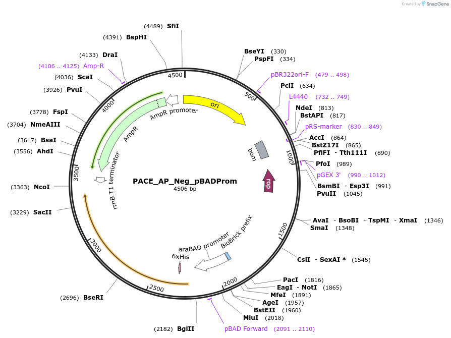 242141-plasmid-map-sequence-id-486018