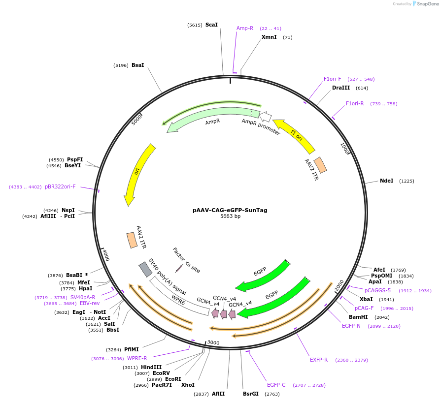 242776-plasmid-map-sequence-id-486019