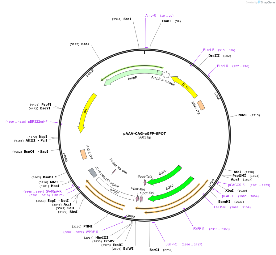 242777-plasmid-map-sequence-id-486020
