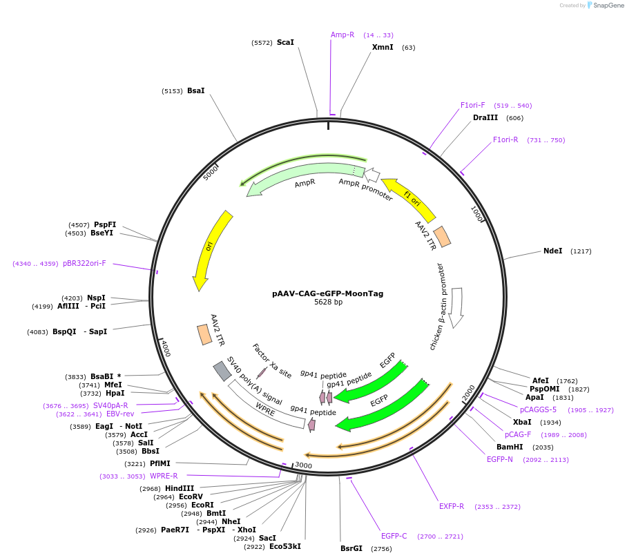 242770-plasmid-map-sequence-id-486027