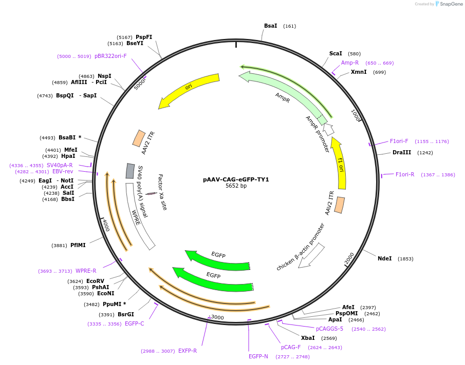 242780-plasmid-map-sequence-id-486029