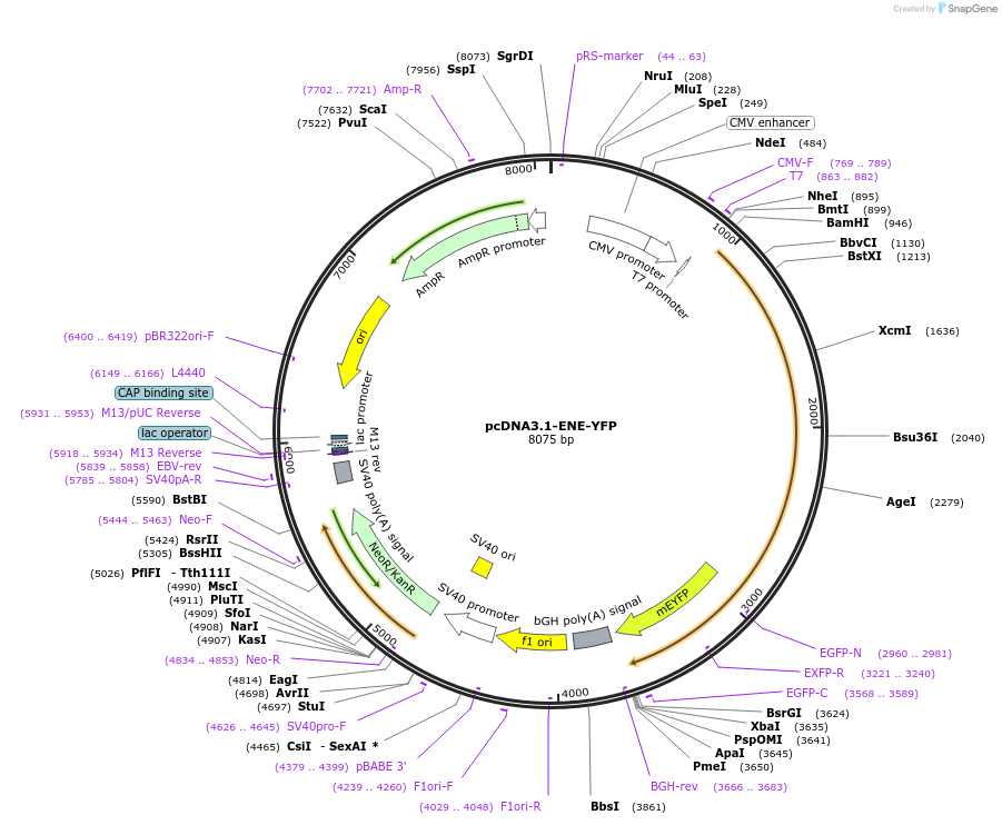 234935-plasmid-map-sequence-id-486034