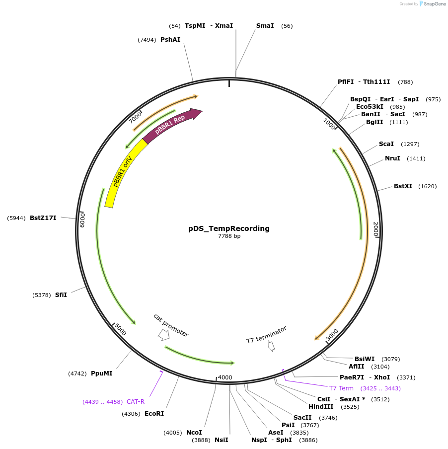 241789-plasmid-map-sequence-id-486035