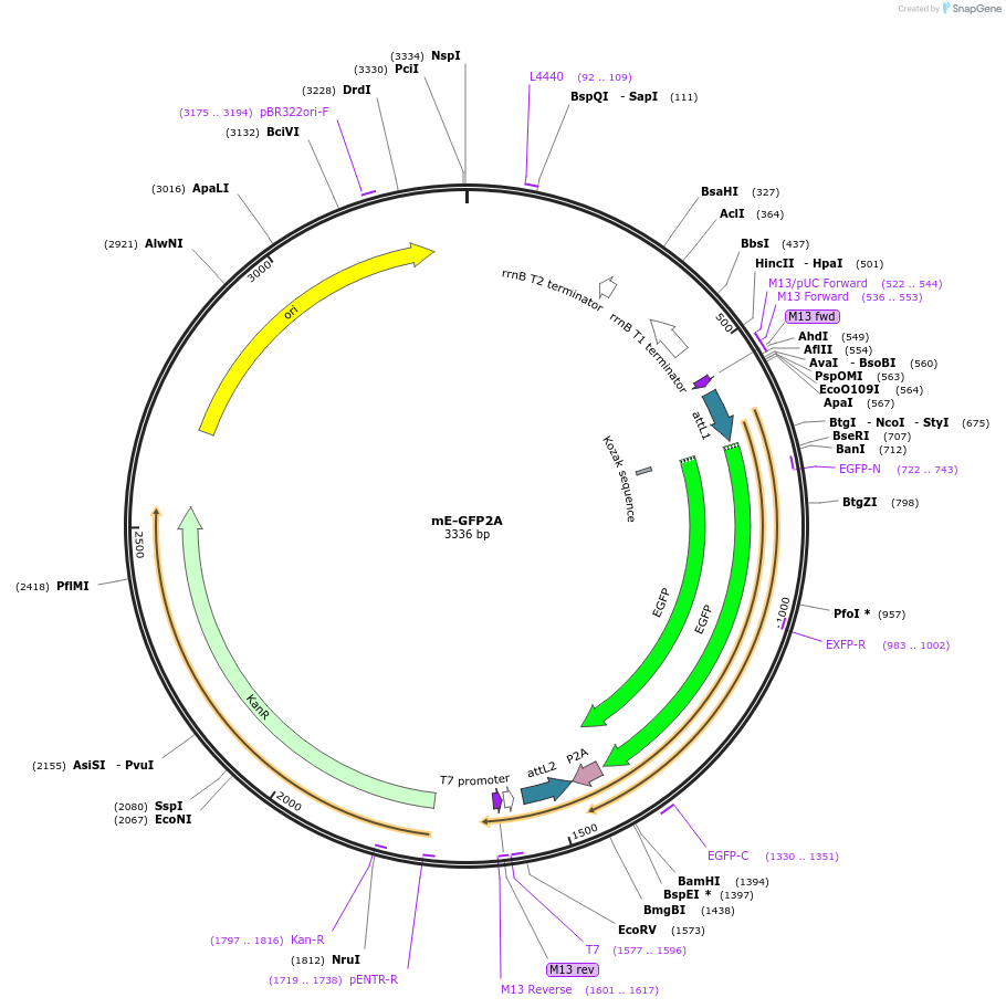 236247-plasmid-map-sequence-id-486040