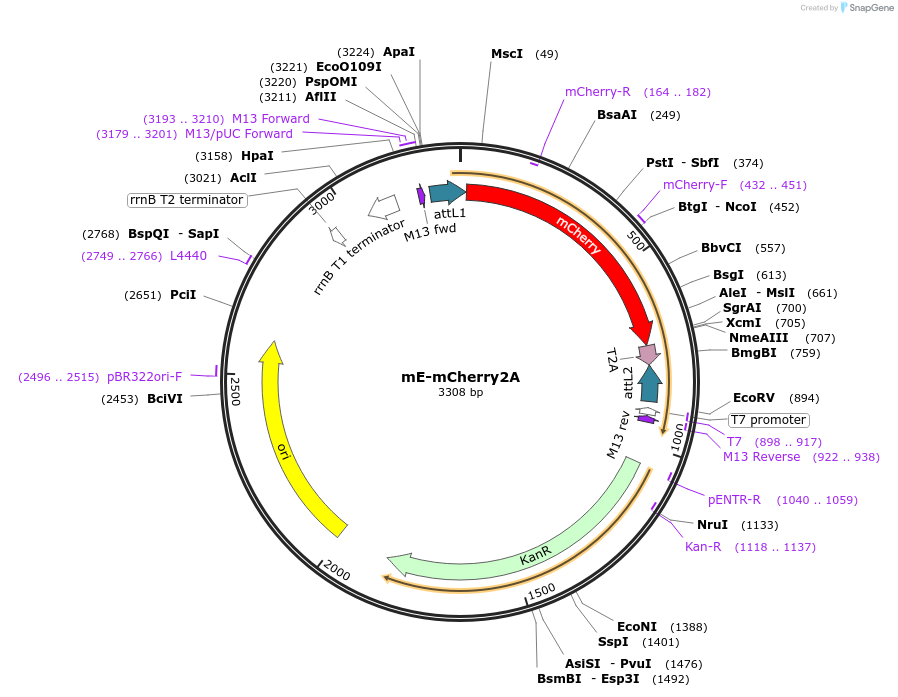 236248-plasmid-map-sequence-id-486041