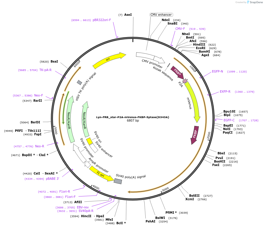 241306-plasmid-map-sequence-id-486042