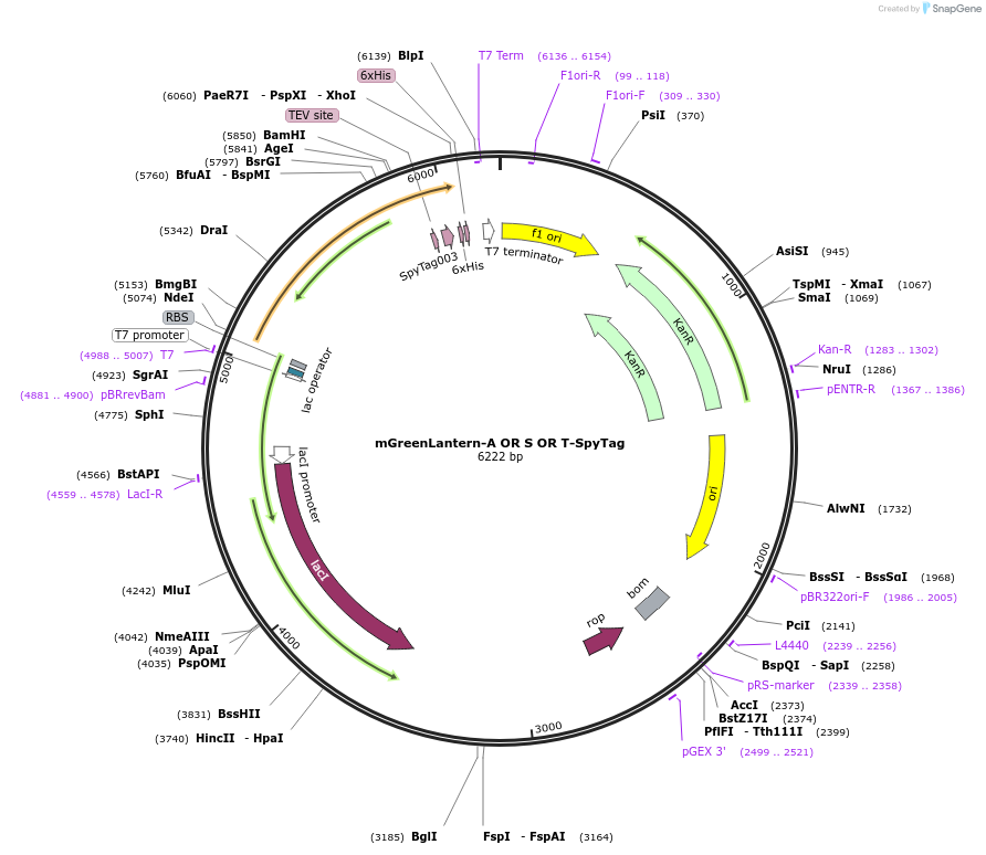 243784-plasmid-map-sequence-id-486044