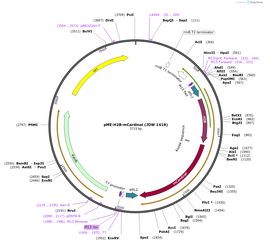 242553-plasmid-map-sequence-id-486048