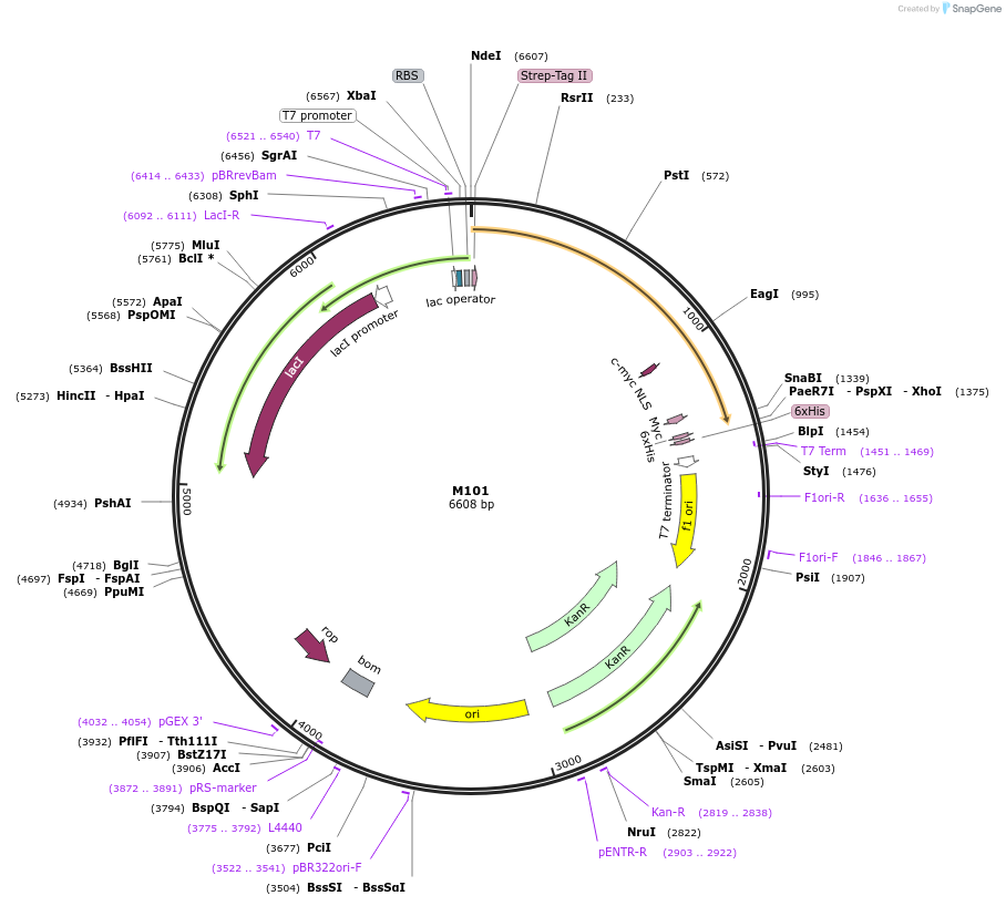 242624-plasmid-map-sequence-id-486053