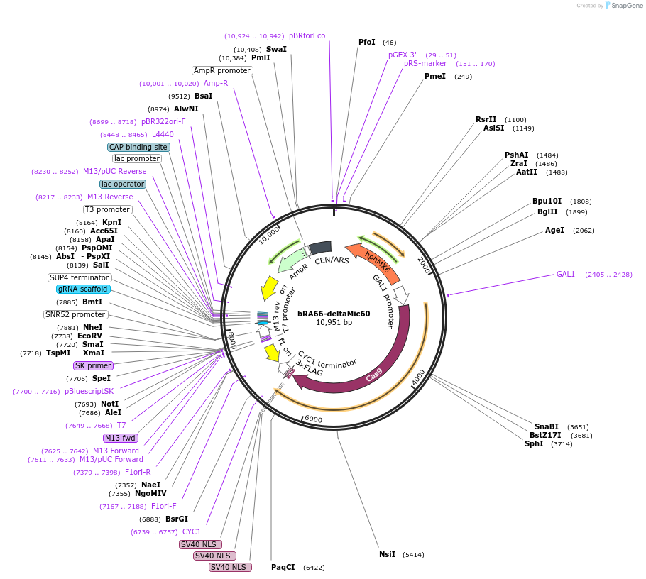 245524-plasmid-map-sequence-id-486055