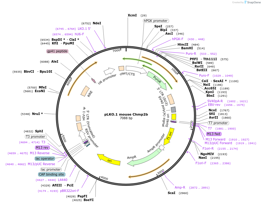 242422-plasmid-map-sequence-id-486056