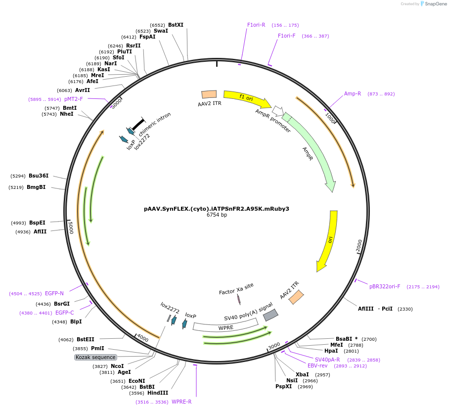244912-plasmid-map-sequence-id-486058