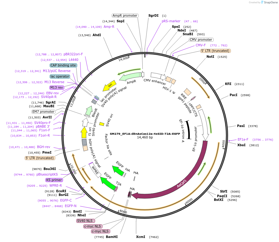 244214-plasmid-map-sequence-id-486059