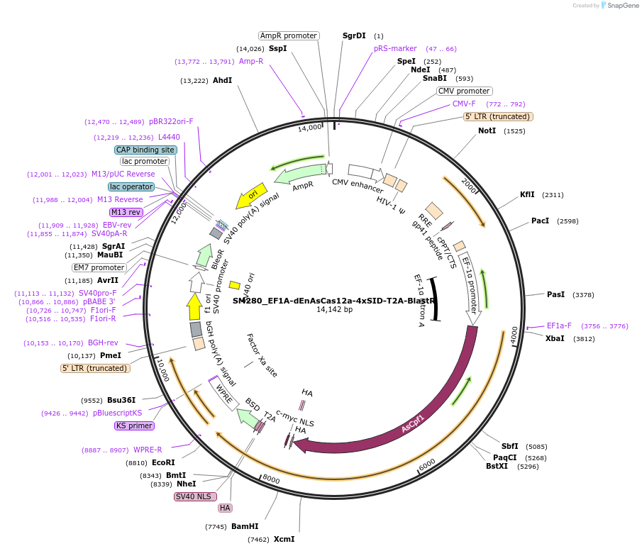 244215-plasmid-map-sequence-id-486060