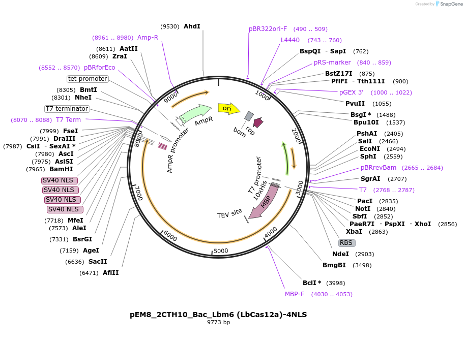 244843-plasmid-map-sequence-id-486061
