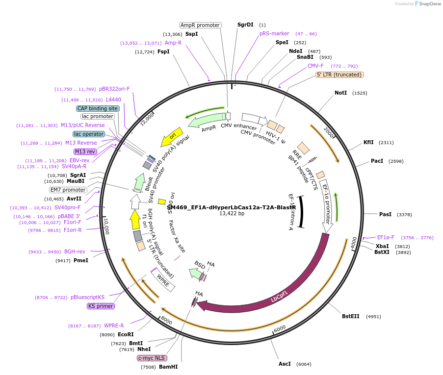 244221-plasmid-map-sequence-id-486062