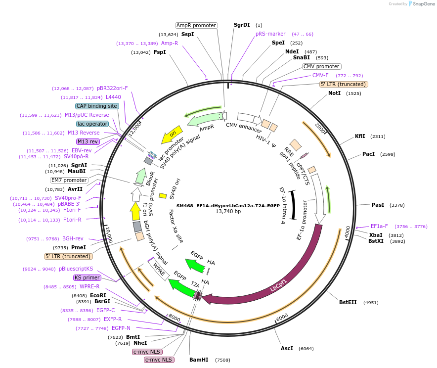 244220-plasmid-map-sequence-id-486063