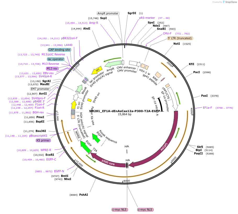244216-plasmid-map-sequence-id-486065