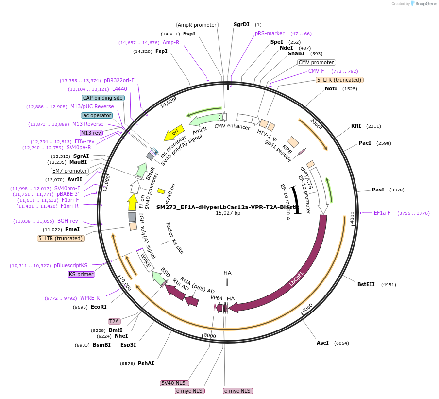 244211-plasmid-map-sequence-id-486066