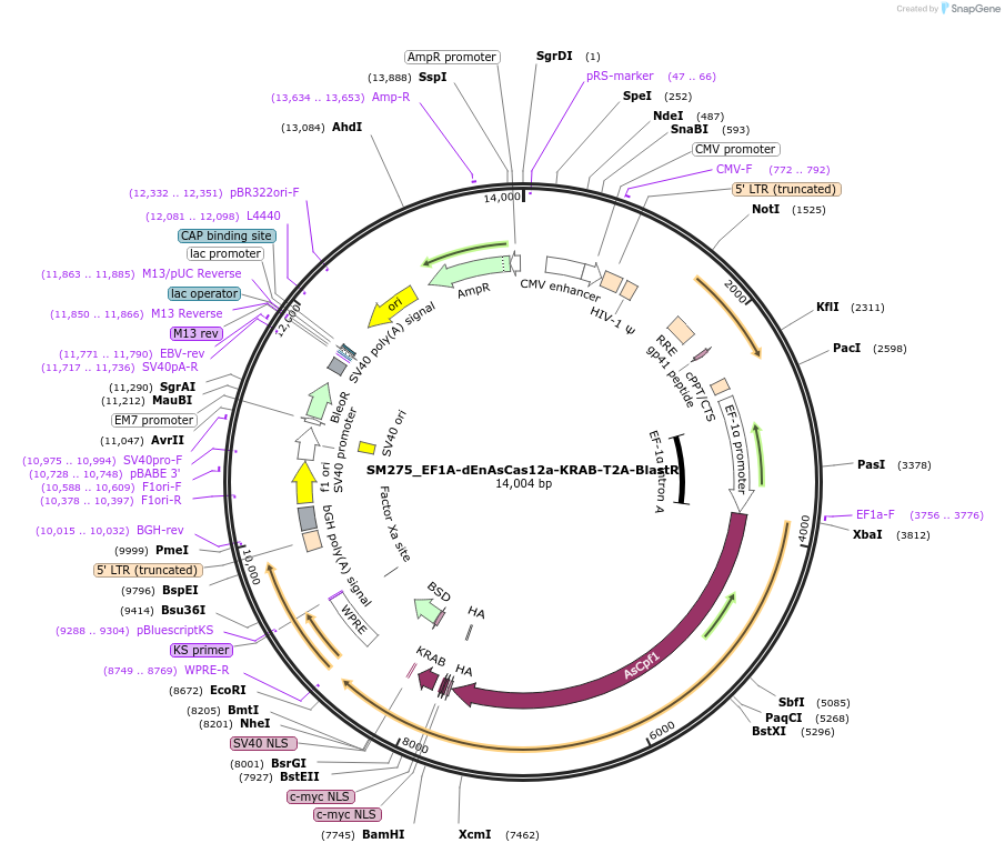 244213-plasmid-map-sequence-id-486067
