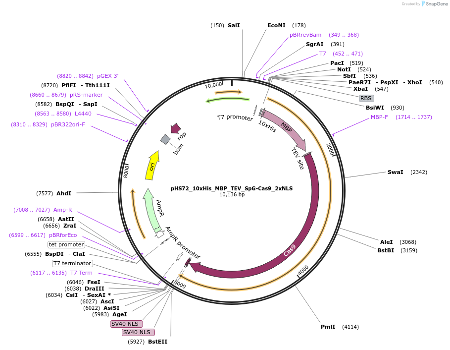 244834-plasmid-map-sequence-id-486068
