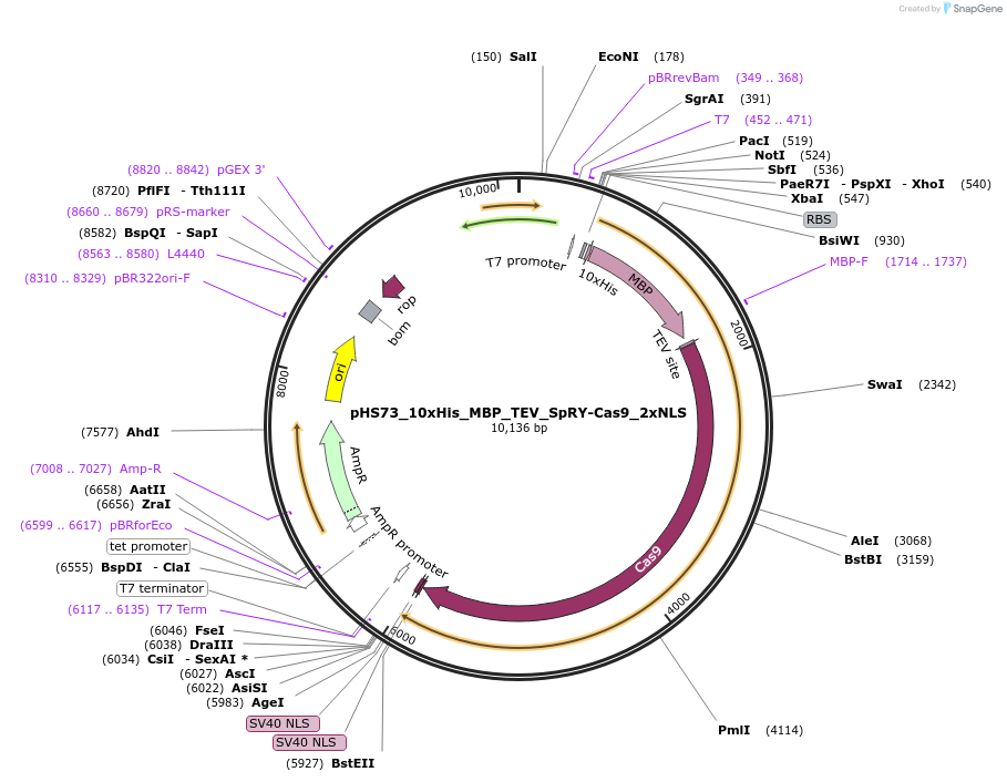 244835-plasmid-map-sequence-id-486069