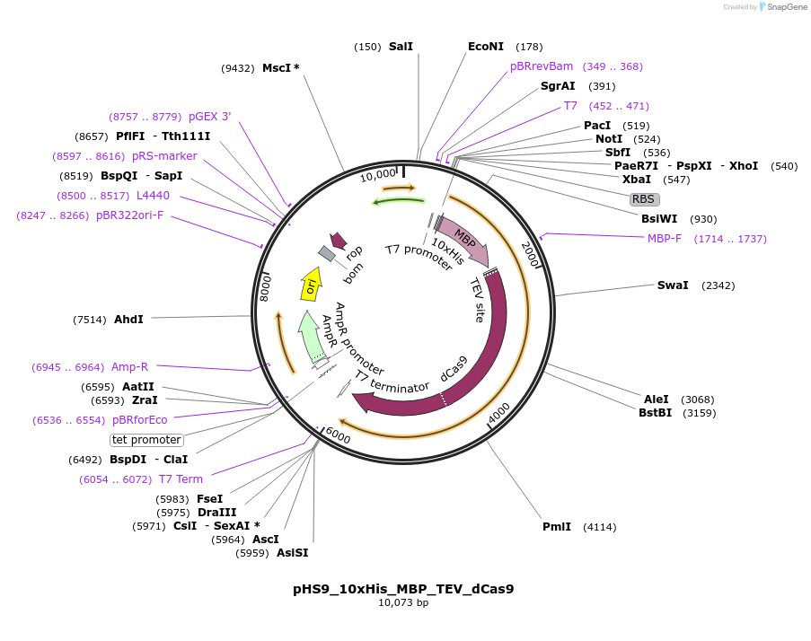 244831-plasmid-map-sequence-id-486070