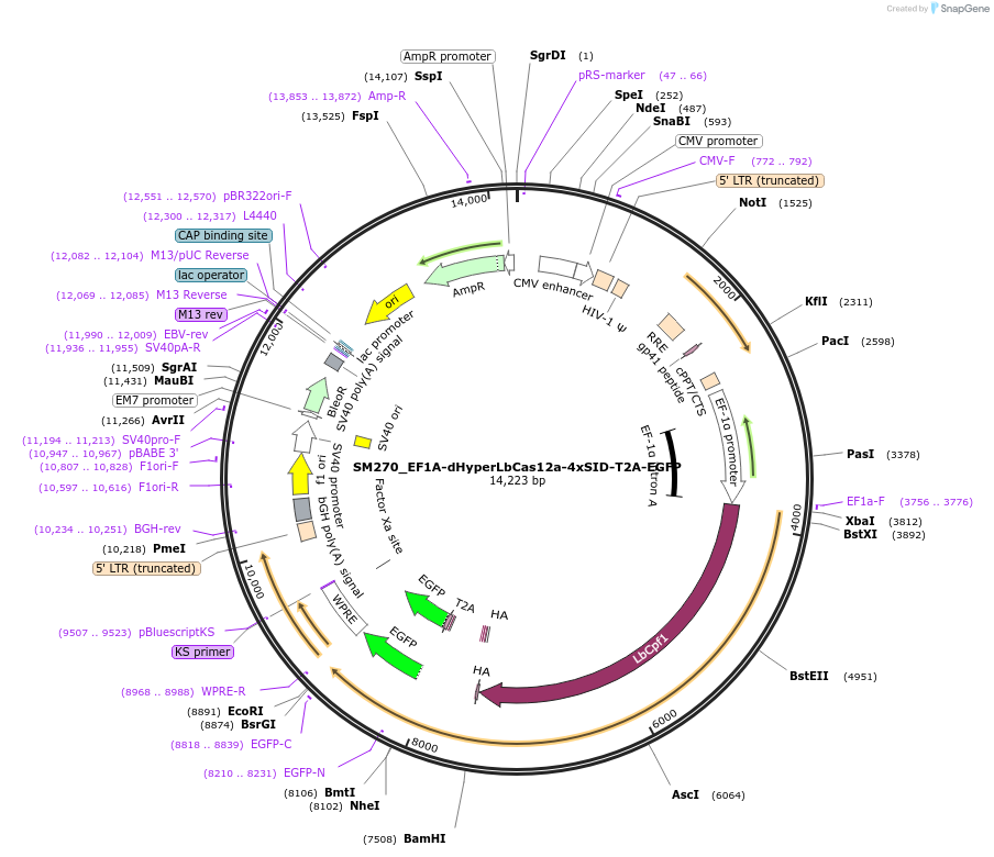 244208-plasmid-map-sequence-id-486072