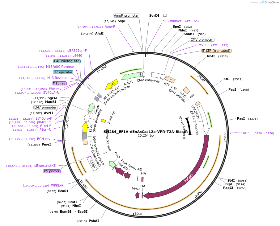 244219-plasmid-map-sequence-id-486074