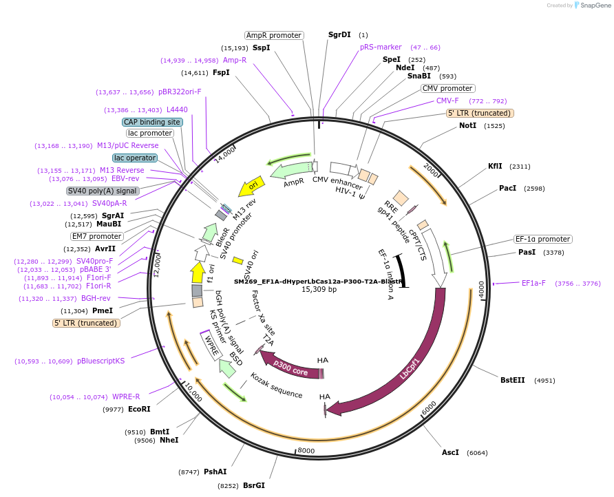244207-plasmid-map-sequence-id-486075