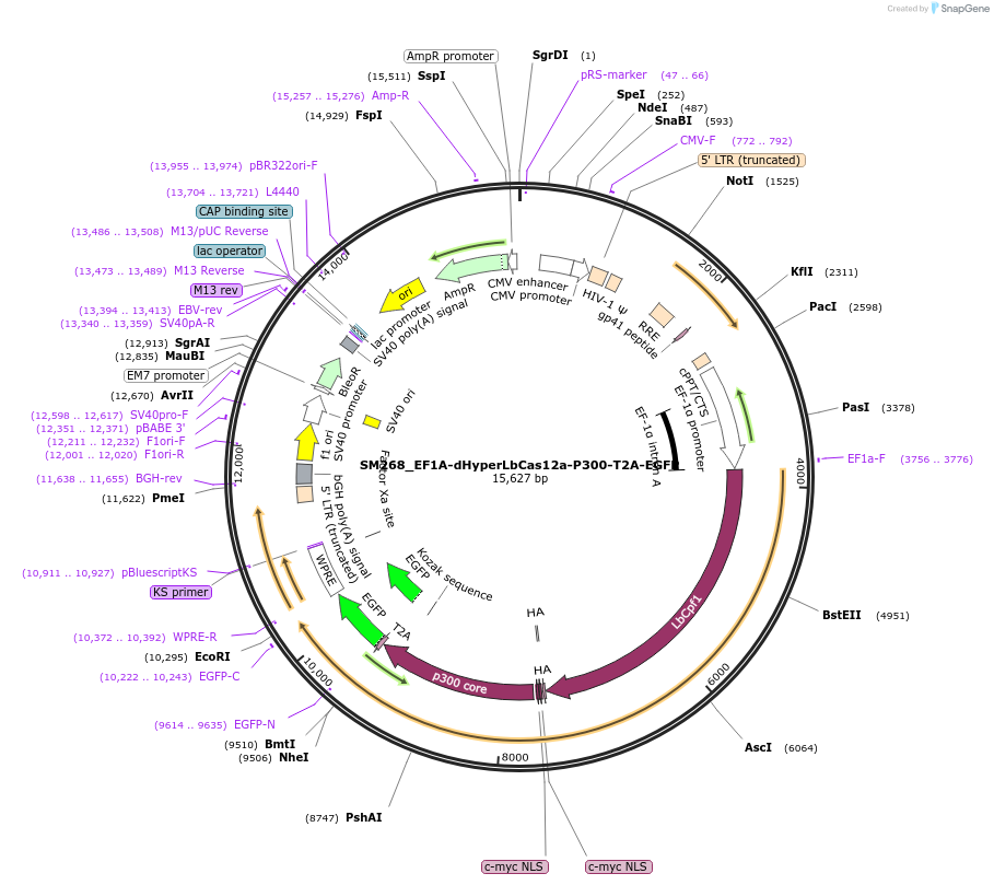 244206-plasmid-map-sequence-id-486076