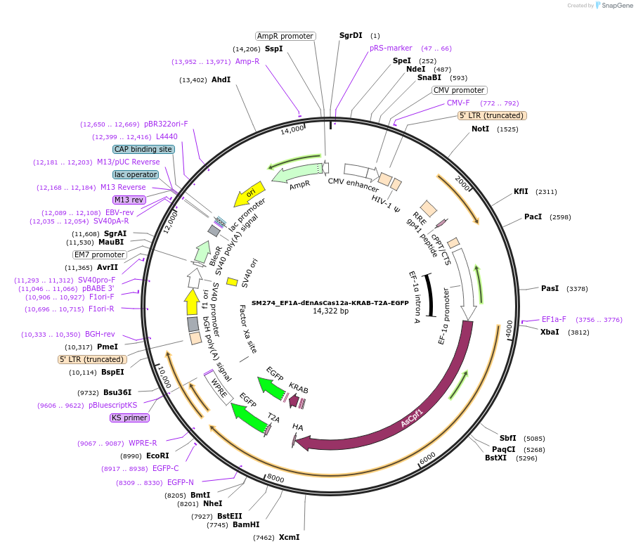 244212-plasmid-map-sequence-id-486077