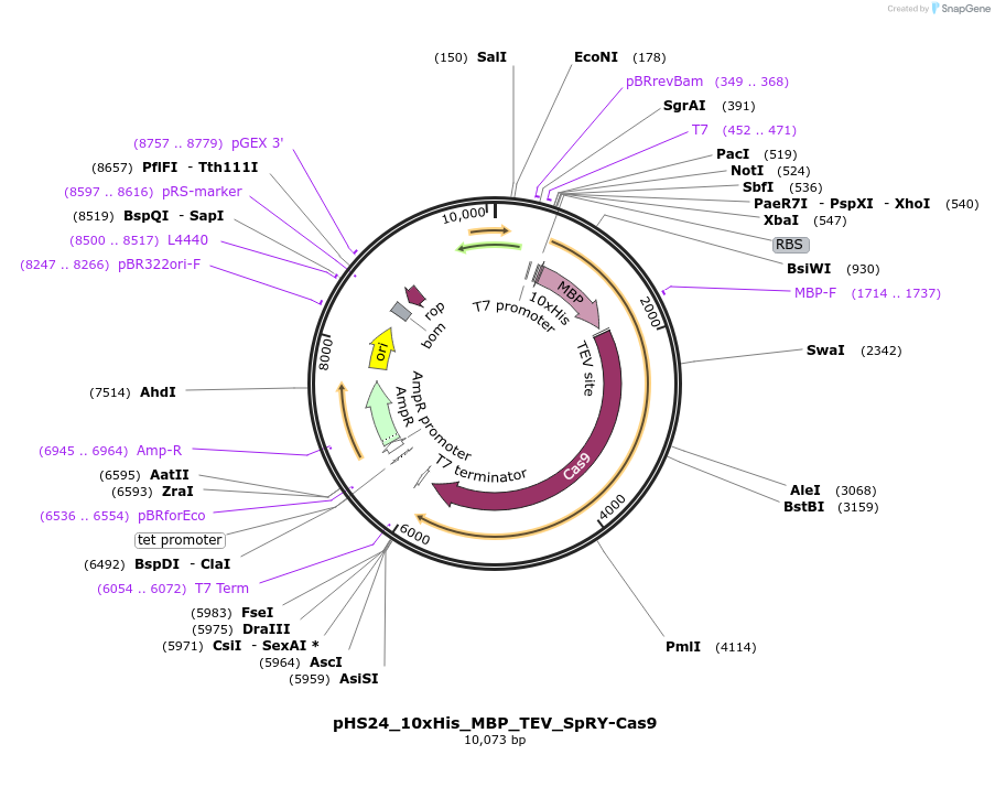 244827-plasmid-map-sequence-id-486078