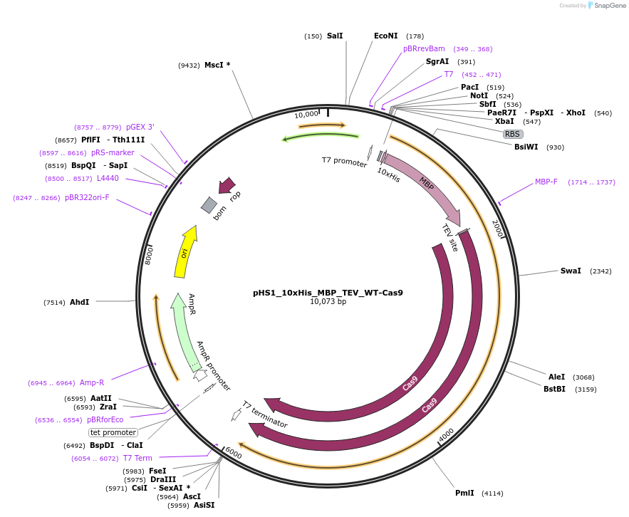 244825-plasmid-map-sequence-id-486079