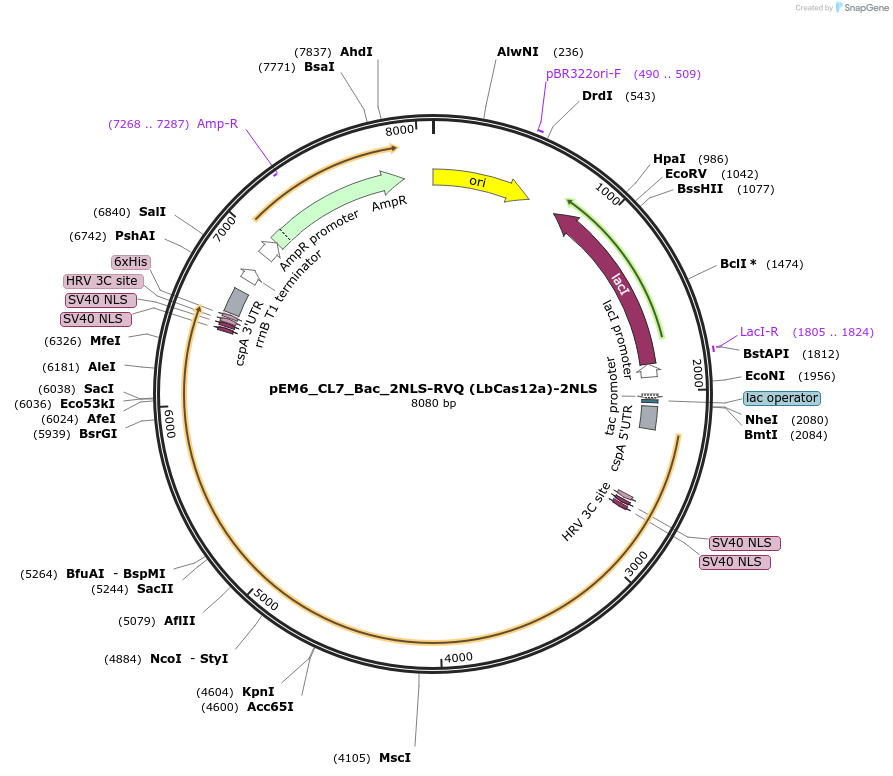 244841-plasmid-map-sequence-id-486081