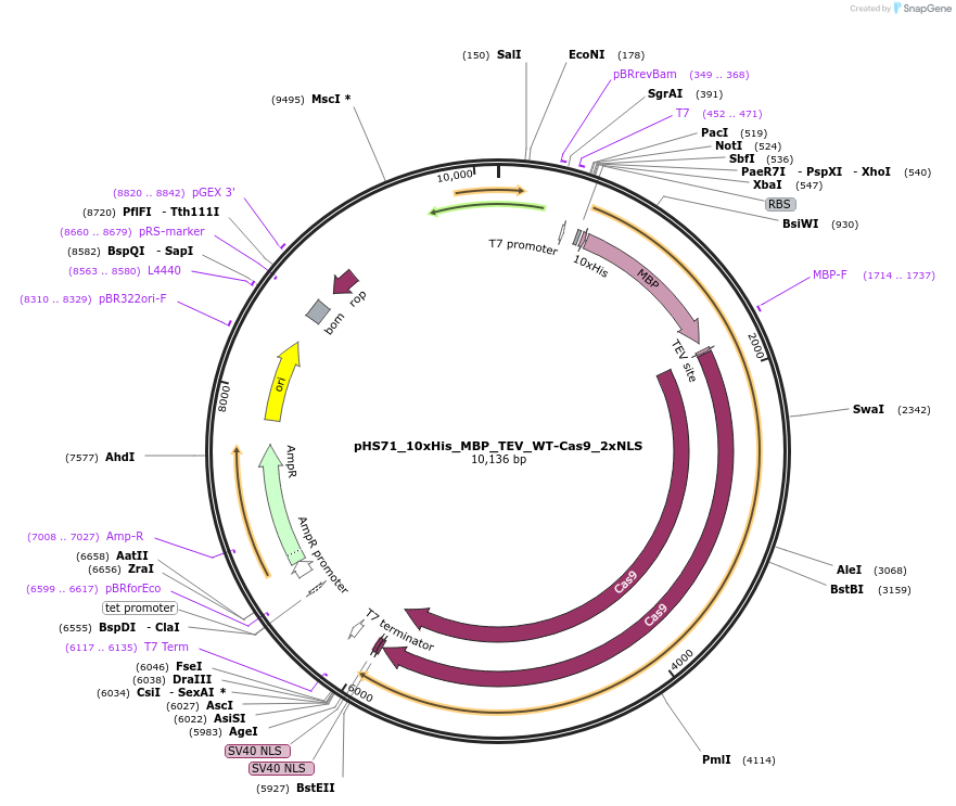 244833-plasmid-map-sequence-id-486082