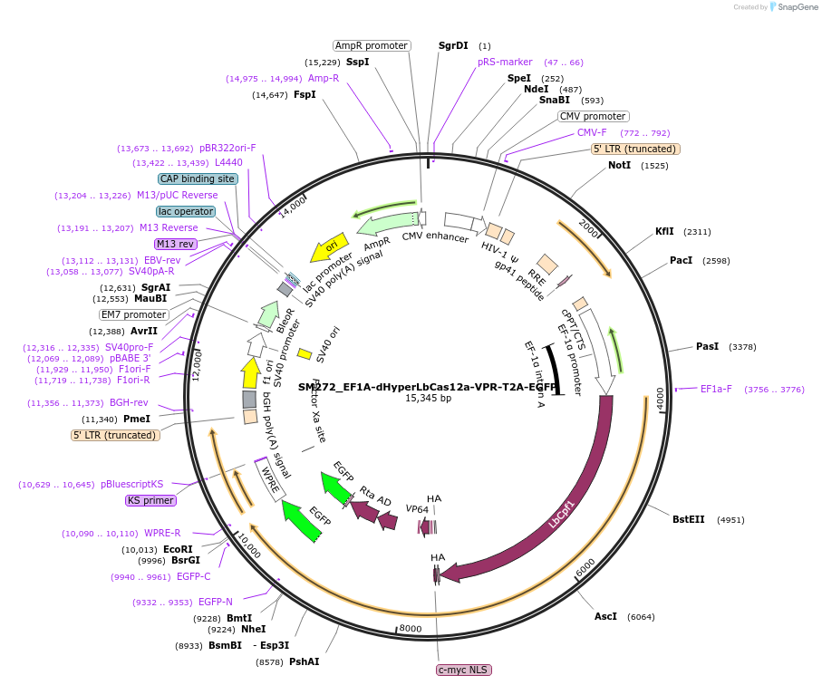 244210-plasmid-map-sequence-id-486083