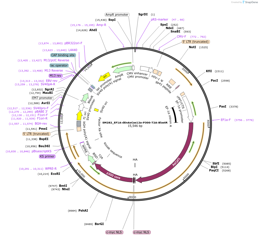 244217-plasmid-map-sequence-id-486084