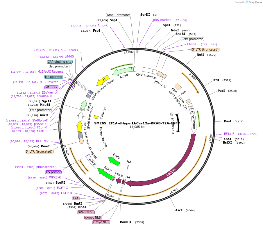 244204-plasmid-map-sequence-id-486085