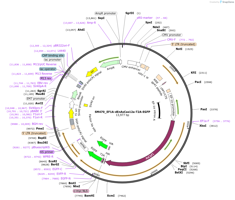 244222-plasmid-map-sequence-id-486086