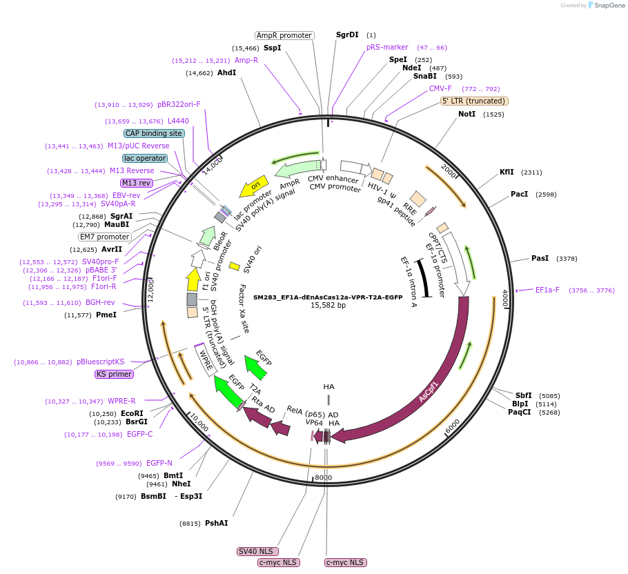244218-plasmid-map-sequence-id-486087