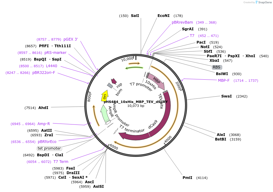 244832-plasmid-map-sequence-id-486089