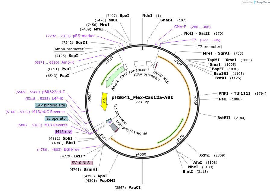 244846-plasmid-map-sequence-id-486091
